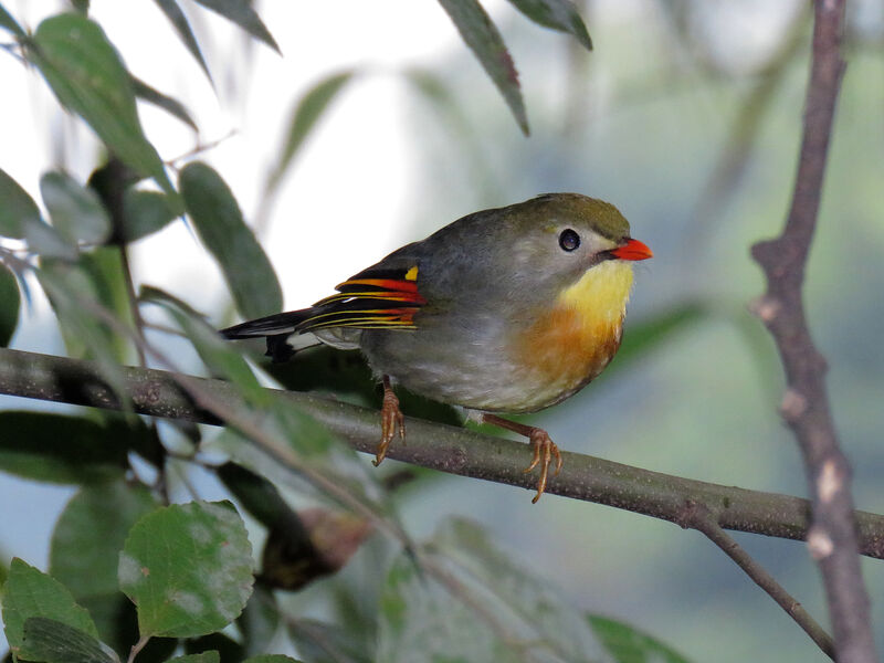 Red-billed Leiothrix