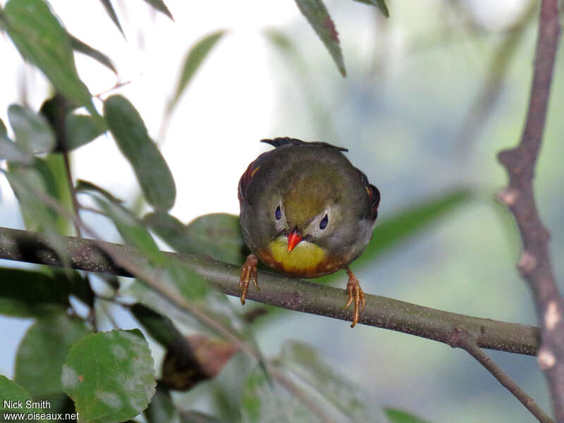 Red-billed Leiothrixadult, Behaviour