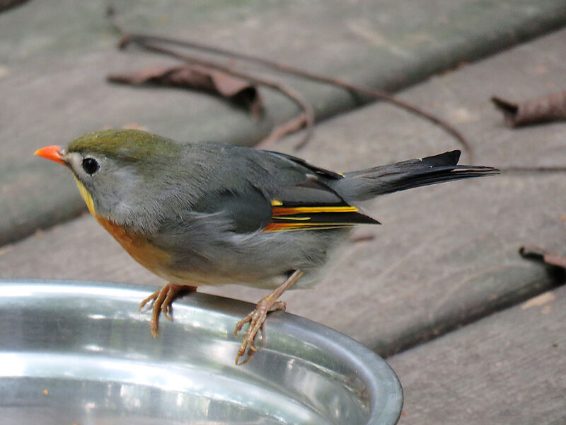 Red-billed Leiothrix