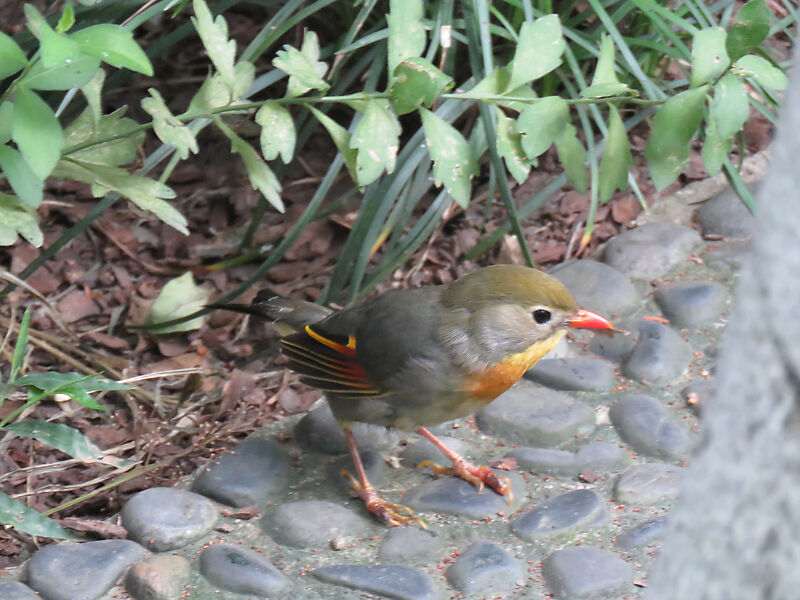 Red-billed Leiothrix