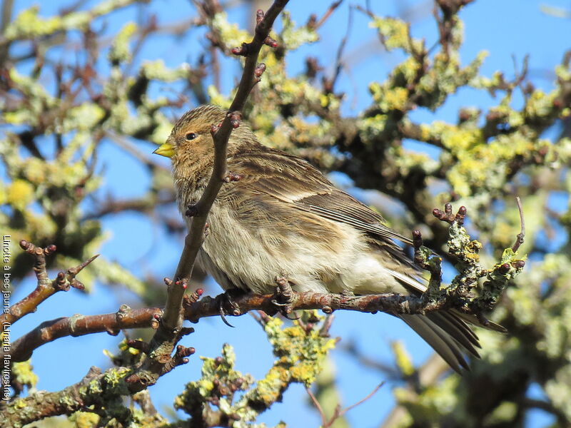 Twite