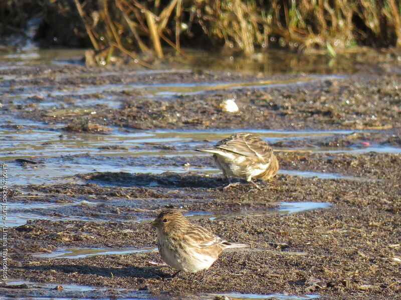 Twite