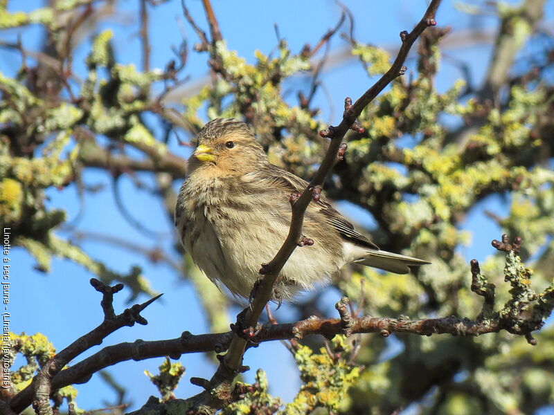 Twite