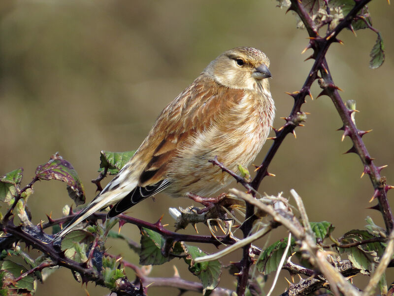 Common Linnet female adult, identification