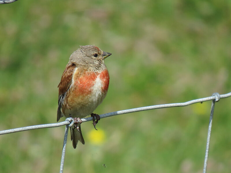 Linotte mélodieuse