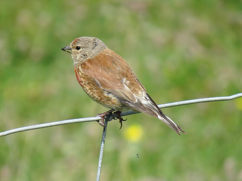 Linotte mélodieuse