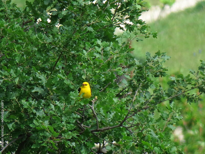 Eurasian Golden Oriole