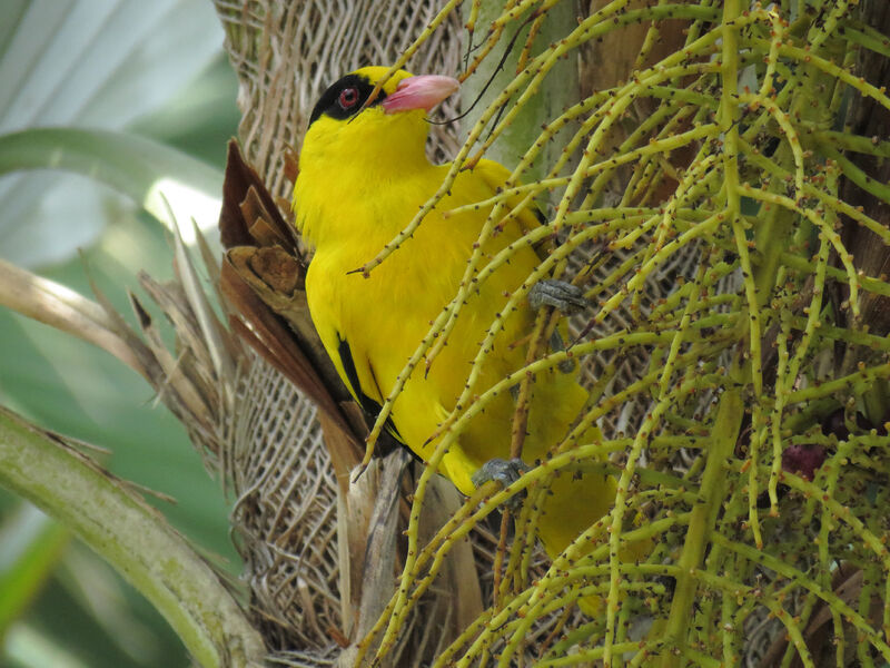 Black-naped Oriole