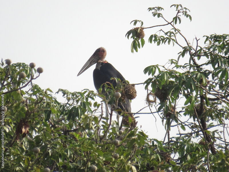 Marabou Stork