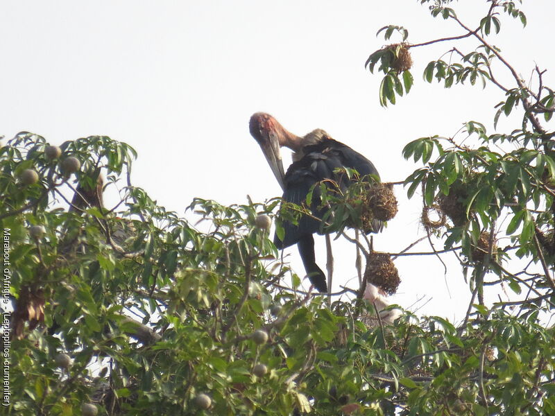 Marabou Stork