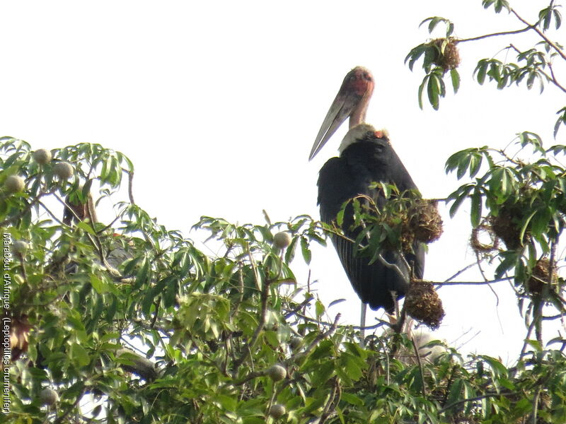 Marabou Stork