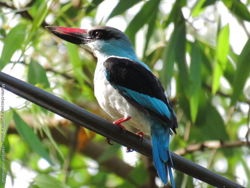 Blue-breasted Kingfisher