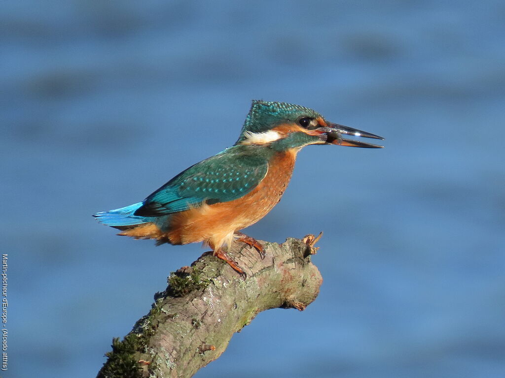 Martin-pêcheur d'Europe