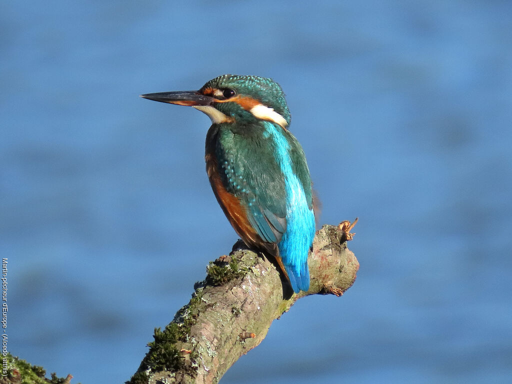 Martin-pêcheur d'Europe