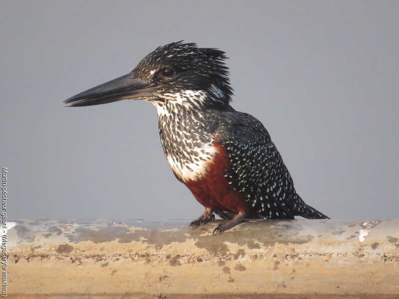 Giant Kingfisher