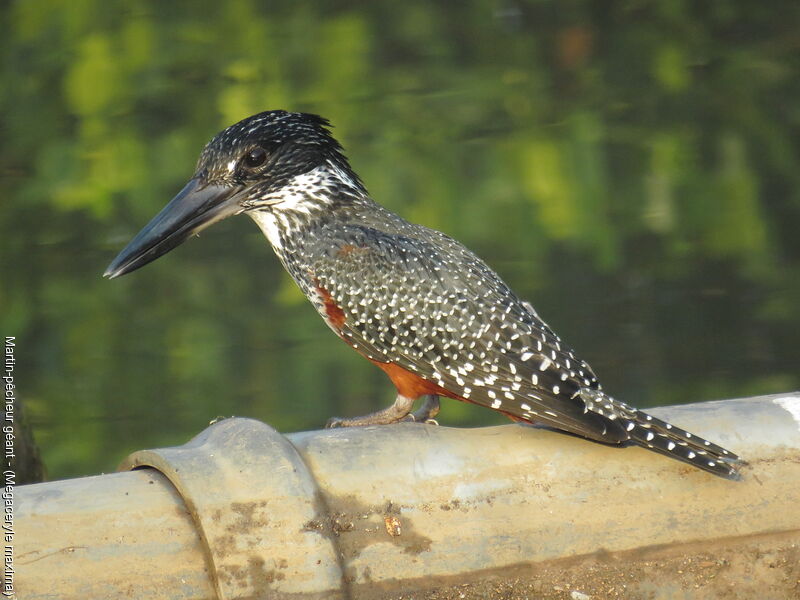 Giant Kingfisher