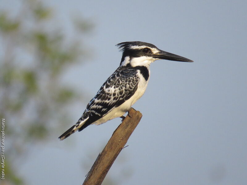 Pied Kingfisher