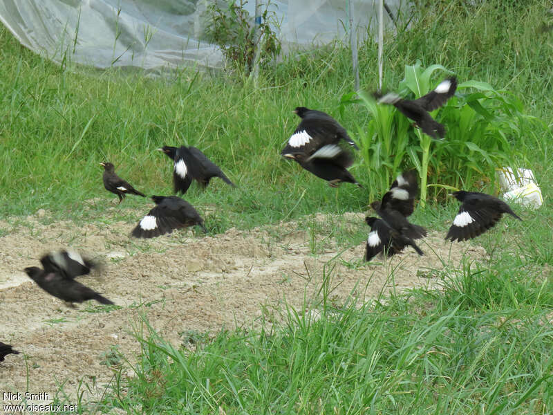 Crested Myna, pigmentation, Flight