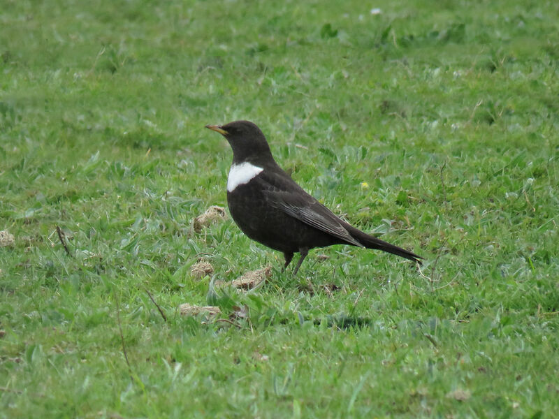 Ring Ouzel male