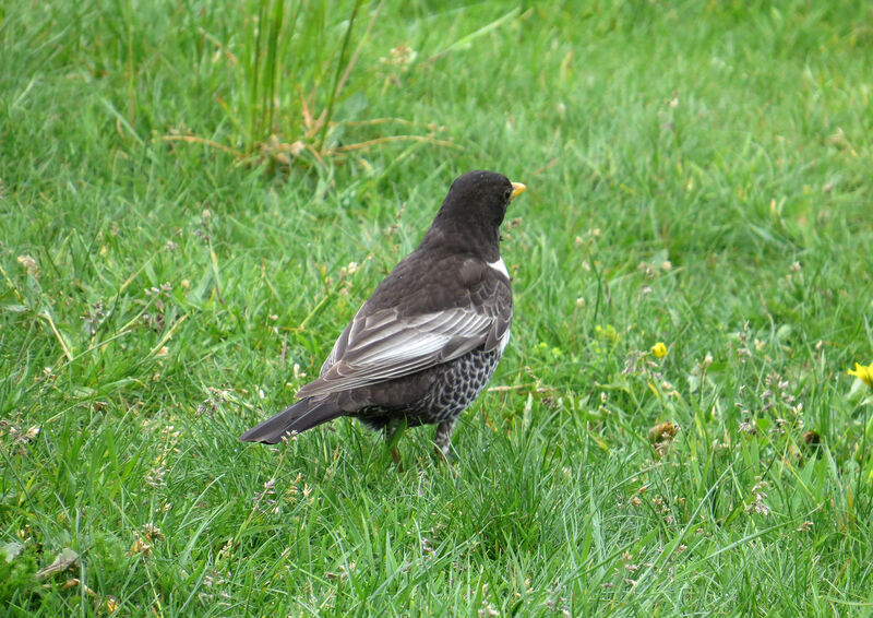 Ring Ouzel