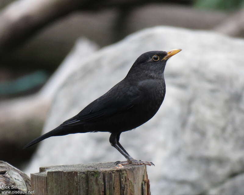 Merle oriental mâle adulte, identification