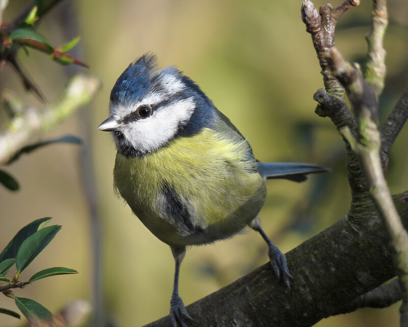 Eurasian Blue Tit