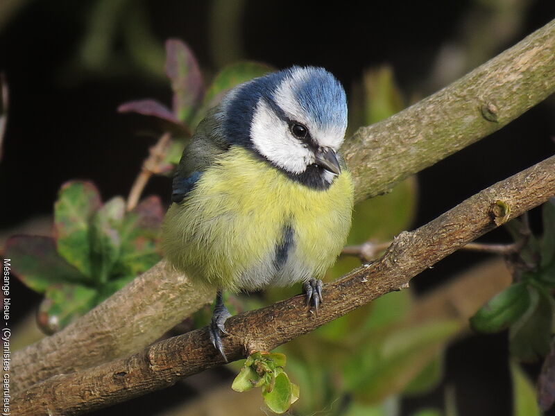 Mésange bleue