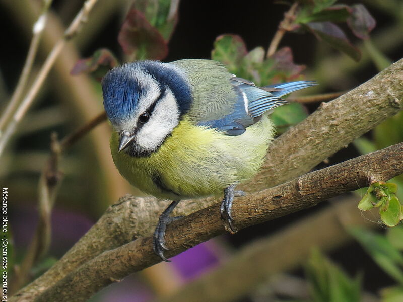 Eurasian Blue Tit