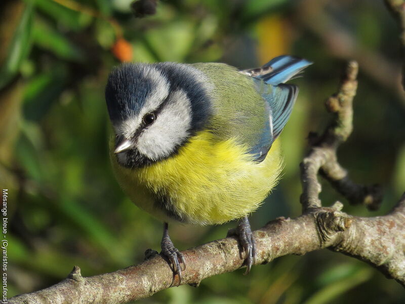 Mésange bleue