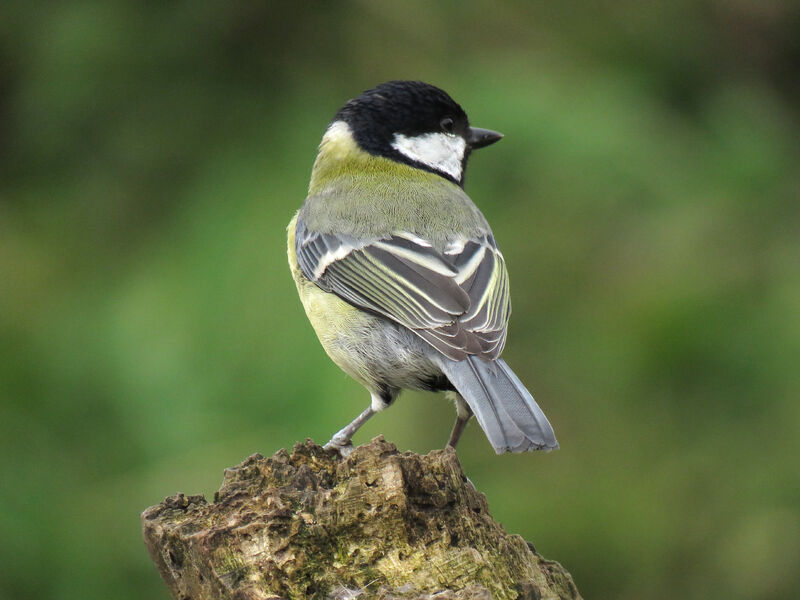 Great Tit