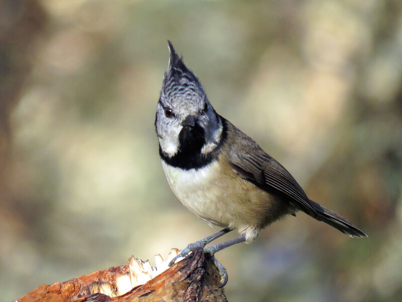 Mésange huppée