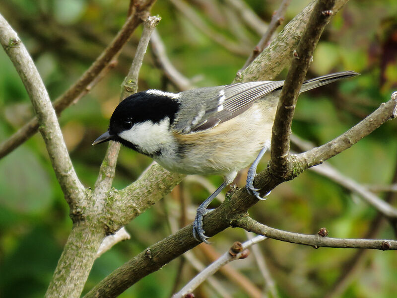 Mésange noire