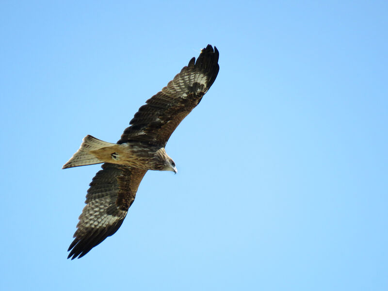 Black Kite