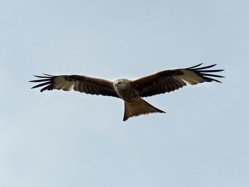 Red Kite