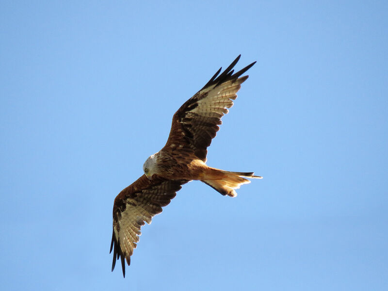 Red Kite