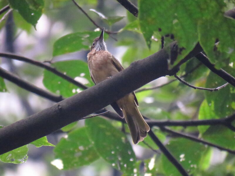 Rosy Minivet