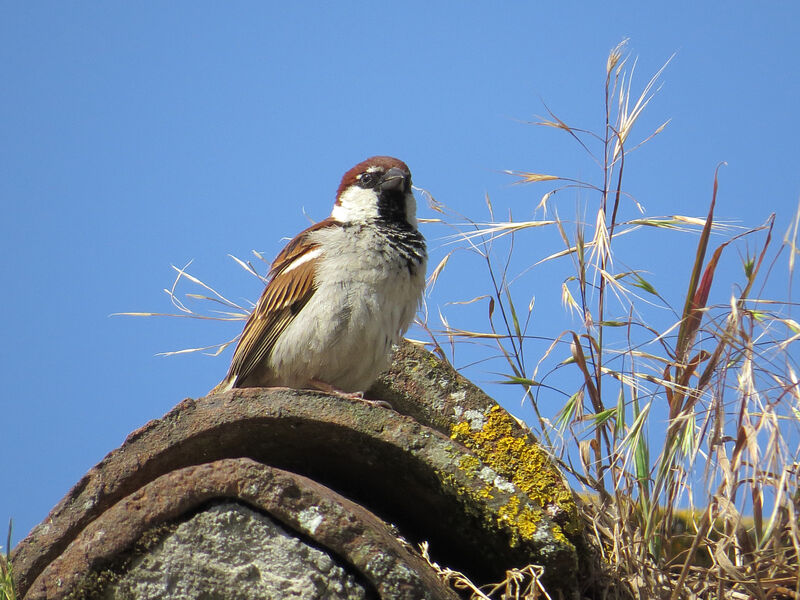 Italian Sparrow