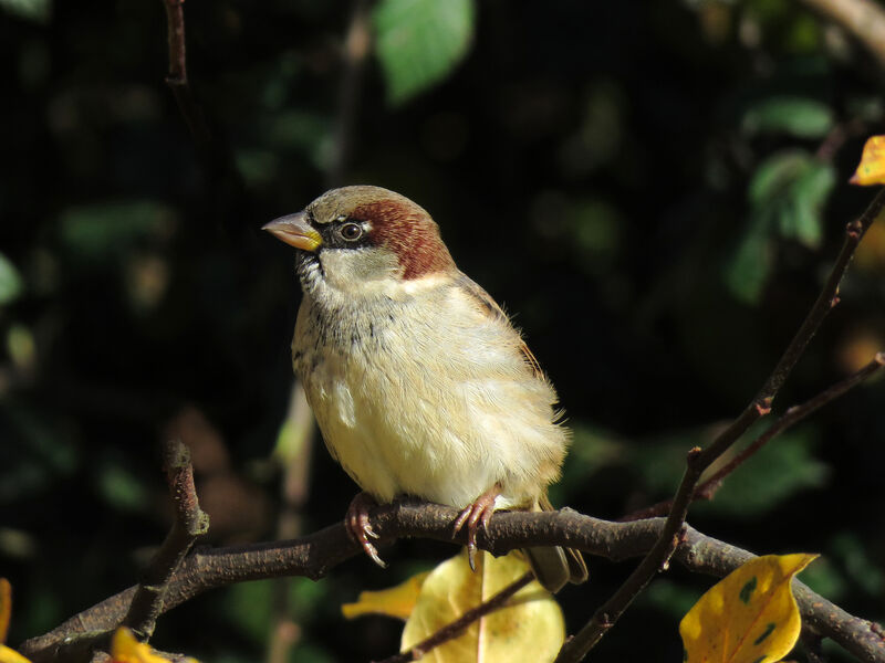 House Sparrow