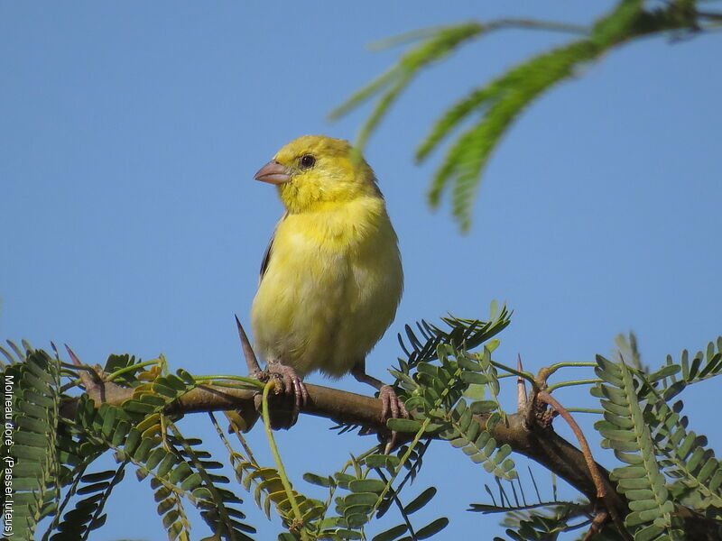 Moineau doré mâle