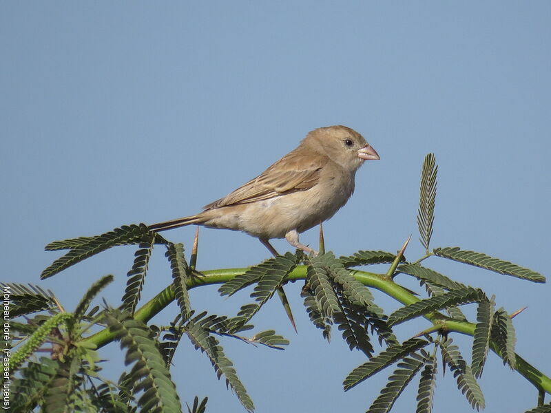 Sudan Golden Sparrow female