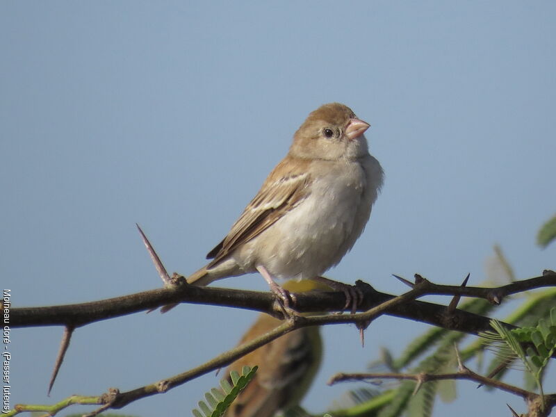 Moineau doré femelle