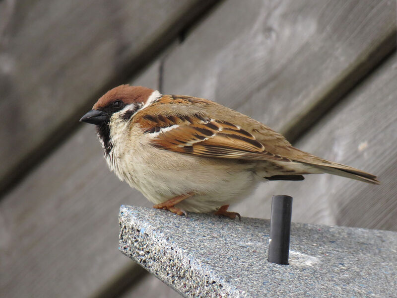 Eurasian Tree Sparrow