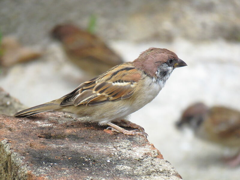 Eurasian Tree Sparrow