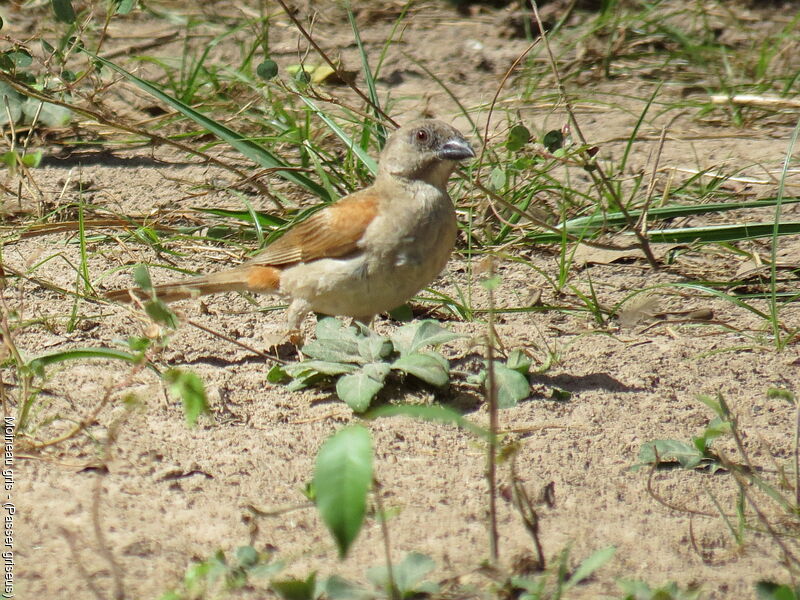 Northern Grey-headed Sparrow