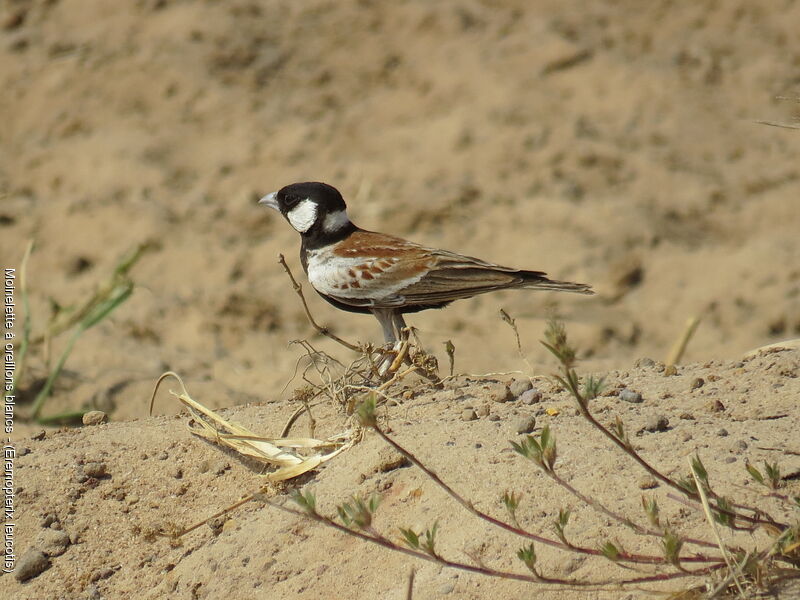 Chestnut-backed Sparrow-Lark male