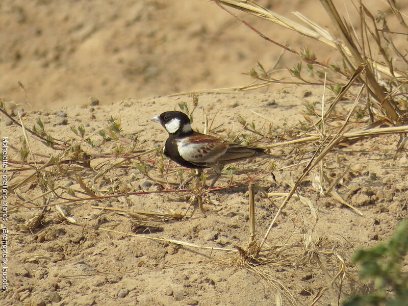 Chestnut-backed Sparrow-Lark male