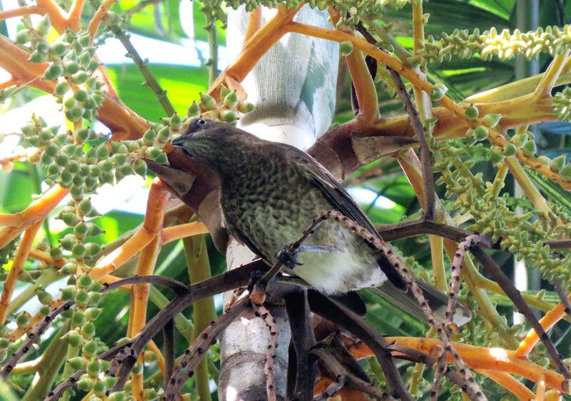 Scaly-breasted Thrasher