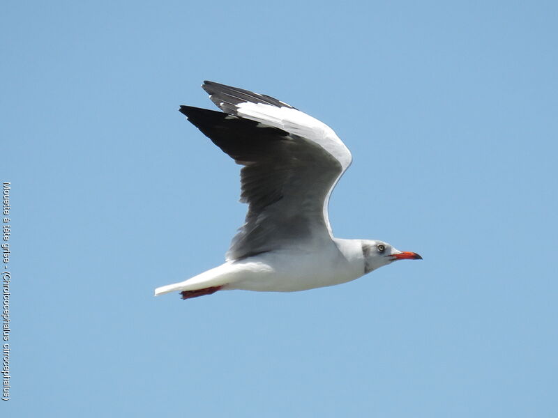 Mouette à tête grise