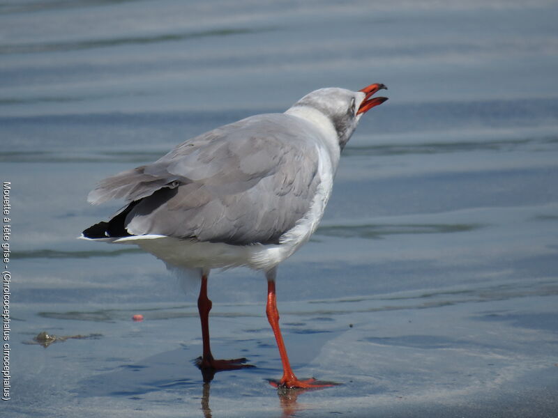 Grey-headed Gull