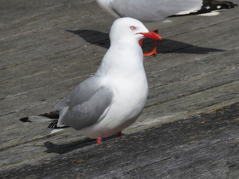 Mouette argentée